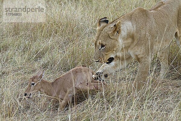 Massai-Löwe (Panthera leo nubica)  erwachsenes Weibchen  mit Topi (Damaliscus lunatus) als Kalbbeute  Masai Mara  Kenia  August  Afrika