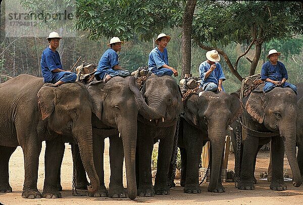 Asiatischer Elefant  Indischer Elefant  Asiatische Elefanten (Elephas maximus)  Indische Elefanten  Elefanten  Säugetiere  Tiere  Domestic Asian Elephant At the Thai Elephant Conservation Centre (S)  Arbeitselefant  Reitelefant
