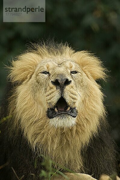 Indischer Löwe  Asiatischer Löwe (Panthera leo persica)  Indische Löwen  Asiatische Löwen  Löwen  Raubkatzen  Raubtiere  Säugetiere  Tiere  Indian Lion adult male  roaring  c