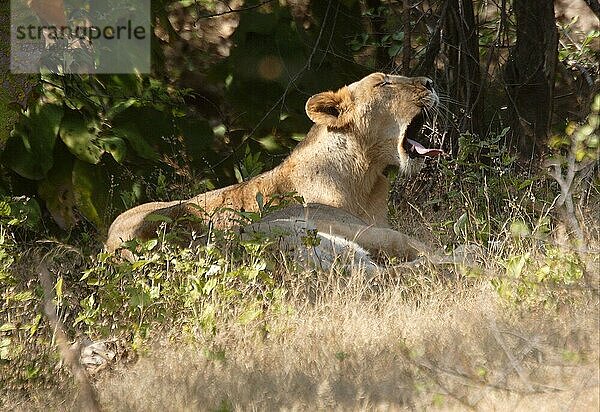 Indischer Löwe  Asiatischer Löwe (Panthera leo persica)  Indische Löwen  Asiatische Löwen  Löwen  Raubkatzen  Raubtiere  Säugetiere  Tiere  Indian Lion adult female  yawning
