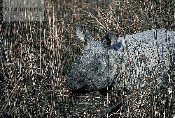 Panzernashorn  Panzernashörner (Rhinoceros unicornis)  Huftiere  Nashörner  Nashorn  Säugetiere  Tiere  Unpaarhufer  Rhinoceros-Indian One-horned