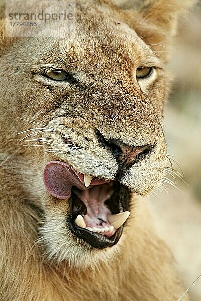 Afrikanischer Löwenische Löwennischer Löwenische Löwen  Löwen  Raubkatzen  Raubtiere  Säugetiere  Tiere  Transvaal Lion (Panthera leo krugeri) immature male  close-up of head  licking mouth  Timbavati Game Reserve  Greater