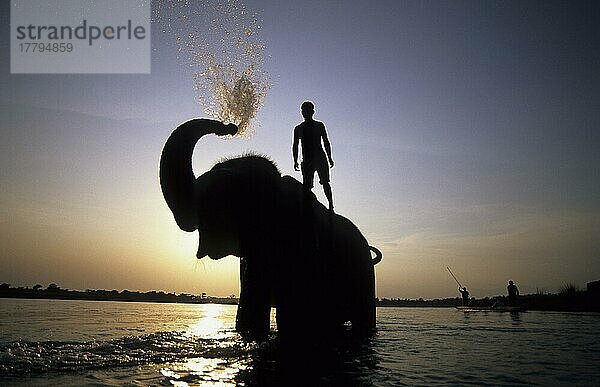 Asiatischer Elefant  Indischer Elefant  Asiatische Elefanten (Elephas maximus)  Indische Elefanten  Elefanten  Säugetiere  Tiere  Indian Elephant Bathing in Rapti River with Pahit (Mahout)  Sauraha  Chitwan National Park  Nepal  Arbeitselefant  Reitel  Asien