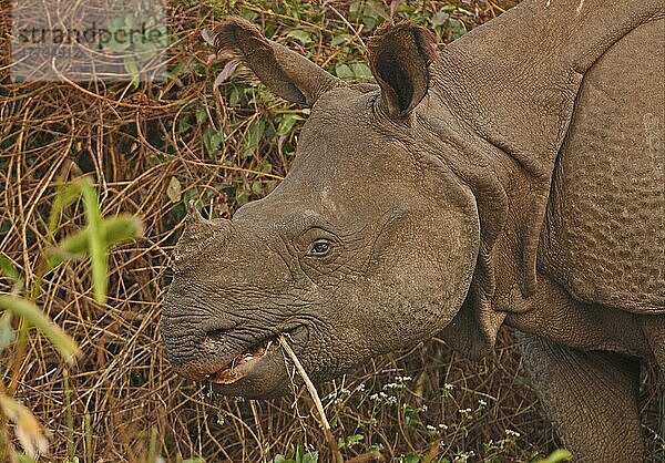 Indisches Nashorn (Rhinoceros unicornis) adult  Nahaufnahme des Kopfes  Fütterung  Kaziranga N. P. Assam  Indien  Januar  Asien
