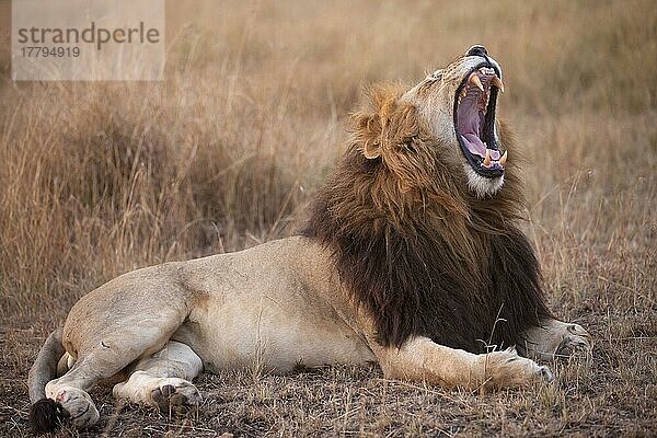 Afrikanischer Löwenische Löwennischer Löwenische Löwen  Löwen  Raubkatzen  Raubtiere  Säugetiere  Tiere  Masai Lion (Panthera leo nubica) adult male  yawning  resting in savannah at dusk  Masai Mara  Kenya  August