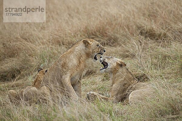 Afrikanischer Löwenische Löwennischer Löwenische Löwen  Löwen  Raubkatzen  Raubtiere  Säugetiere  Tiere  Masai Lion (Panthera leo nubica) immature males  playfighting  Masai Mara  Kenya  August