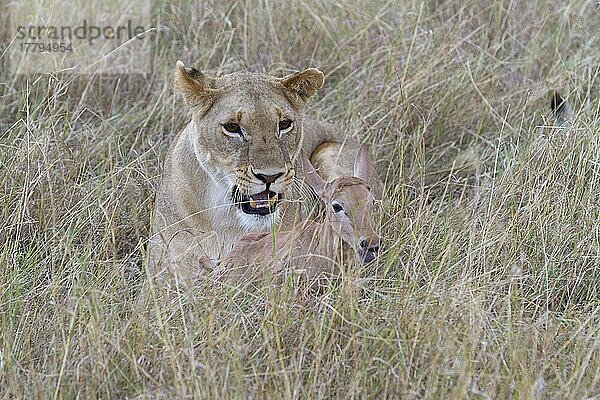 Massai-Löwe (Panthera leo nubica)  erwachsenes Weibchen  mit Topi (Damaliscus lunatus) als Kalbbeute  Masai Mara  Kenia  August  Afrika