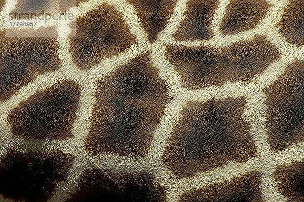 Netzgiraffe  Netzgiraffen (Giraffa camelopardalis reticulata)  Giraffen  Huftiere  Paarhufer  Säugetiere  Tiere  Reticulated Giraffe adult  close-up of skin pattern  Masai M