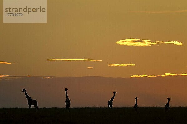 Masai Giraffe (Giraffa camelopardalis tippelskirchi) fünf Erwachsene  Silhouette in der Savanne bei Sonnenaufgang  Serengeti N. P. Tansania  Dezember