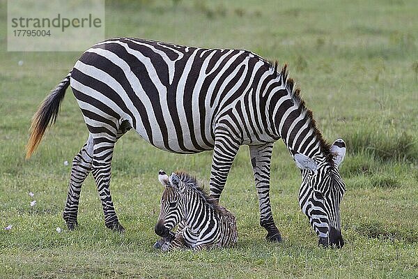 Gewöhnliches Zebra (Equus quagga)  erwachsenes weibliches Zebra mit Fohlen  grasend und ruhend  Lake Nakuru N. P. Great Rift Valley  Kenia  August  Afrika