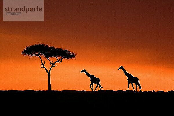 Masai Giraffe (Giraffa camelopardalis tippelskirchi) zwei Erwachsene  Silhouette mit Akazie bei Sonnenuntergang  Masai Mara (zusammengesetztes Bild)  Kenia  Afrika