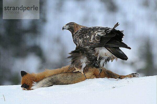 Steinadler (Aquila chrysaetos) mit erbeutetem Rotfuchs (Vulpes vulpes)  Fuchskadaver  Steinadler adult  ernährt sich vom Kadaver des Rotfuchses im Schnee  Norwegen  Februar  Europa