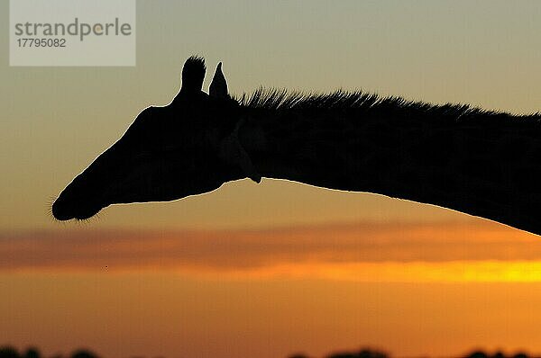 Südliche Giraffe (Giraffa camelopardalis giraffa) adult  Nahaufnahme von Kopf und Hals  Silhouette bei Sonnenaufgang  Ostkap  Südafrika