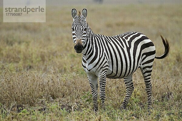 Gewöhnliches Zebra (Equus quagga)  erwachsen  stehend in der Savanne  Serengeti N. P. Tansania  Dezember