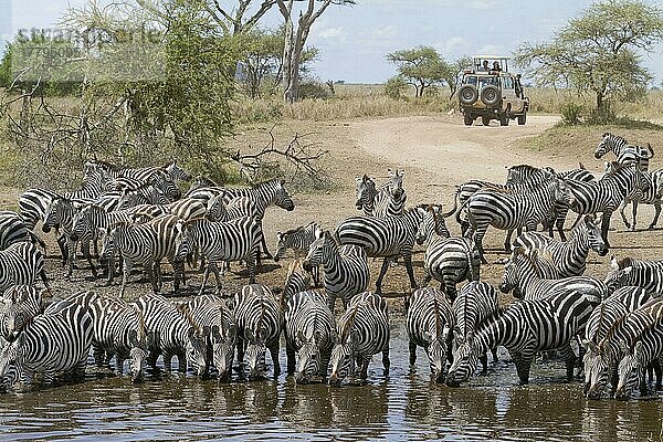 Gewöhnliches Zebra (Equus quagga) Erwachsene und Fohlen  am Wasserloch trinkende Herde  mit Safarifahrzeug im Hintergrund  Serengeti N. P. Tansania  Dezember