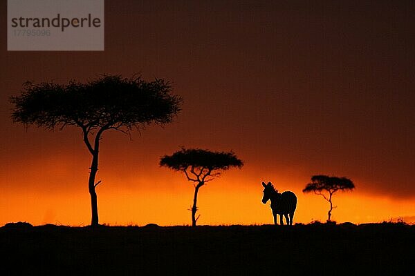 Gewöhnliches Zebra (Equus quagga)  erwachsen  Silhouette mit Akazienbäumen bei Sonnenuntergang  Masai Mara  Kenia  Afrika