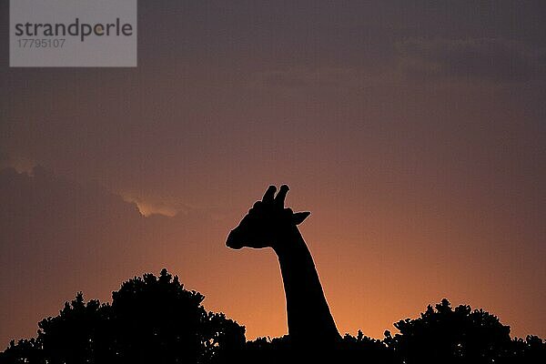 Giraffen (Giraffa camelopardalis)  Huftiere  Paarhufer  Säugetiere  Tiere  Giraffe adult  head and neck Silhouette at sunset  Masai Mara National Reserve  Kenya