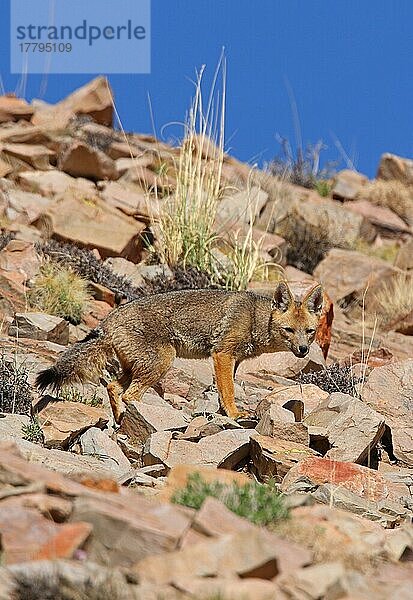 Colpeo Zorro (Dusicyon culpaeus) Erwachsener  stehend auf felsigem Hang  Jujuy  Argentinien  Januar  Südamerika