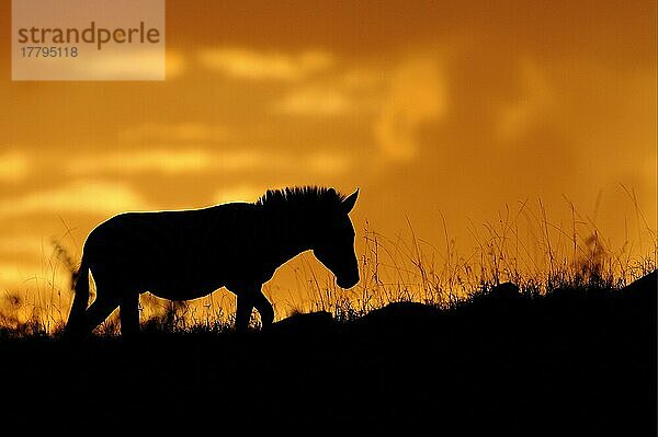 Gewöhnliches Zebra (Equus quagga) erwachsen  Silhouette bei Sonnenuntergang  Masai Mara  Kenia  Afrika