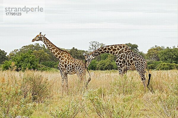 Masai Giraffe (Giraffa camelopardalis tippelskirchi) erwachsenes Paar  Männchen prüft die Bereitschaft des Weibchens vor der Paarung  Okavango Delta  Botswana  Afrika