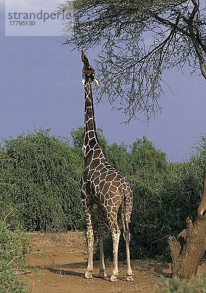 Netzgiraffe  Netzgiraffen (Giraffa camelopardalis reticulata)  Giraffen  Huftiere  Paarhufer  Säugetiere  Tiere  Reticulated Giraffe Feeding  Samburu  Kenya