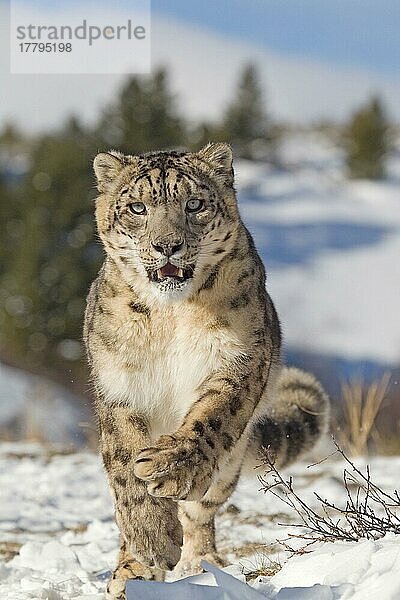 Schneeleopard (Panthera uncia) erwachsen  rennt im Schnee  Winter (in Gefangenschaft)