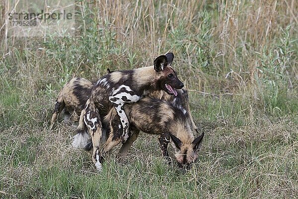 Afrikanischer Wildhundnische Wildhunde  Hyänenhund  Hyänenhunde (Lycaon pictus)  Hundeartige  Raubtiere  Säugetiere  Tiere  Dominance in Hunting dogs where one will mount another.  besteigen