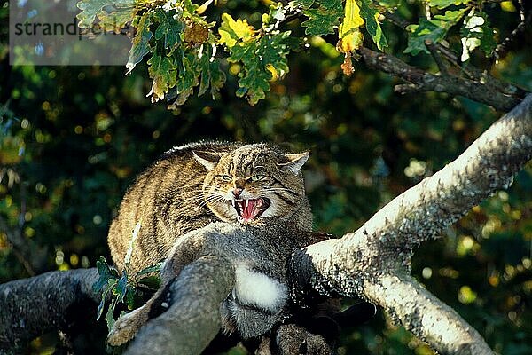 Europäische Wildkatze  Europäische Wildkatzen (Felis silvestris)  Raubkatzen  Raubtiere  Säugetiere  Tiere  European Wild Cat In tree with prey (S)