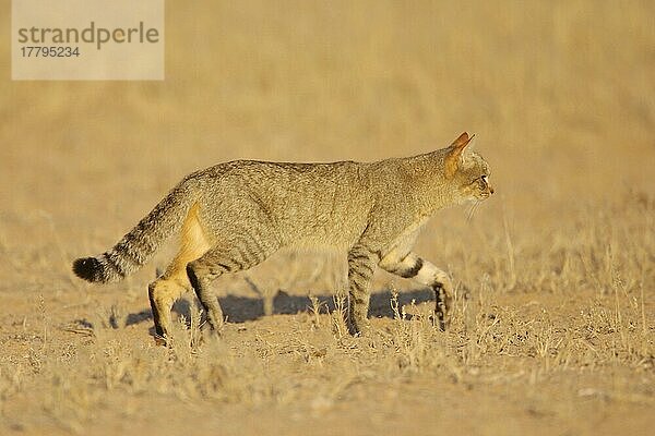 Felis silvestris lybica  Falbkatze  Falbkatzen (Felis silvestris lybica)  Raubkatzen  Raubtiere  Säugetiere  Tieren Wild Cat adult  walking in desert  Kalahari  South Africa