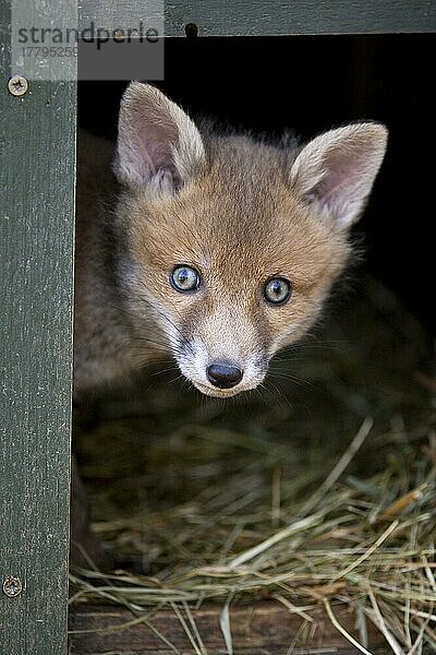 Rotfuchs  Rotfüchse (Vulpes vulpes)  Fuchs  Füchse  Hundeartige  Raubtiere  Säugetiere  Tiere  European Red Fox seven-weeks old cub  looking out from shelter  at wildlife rescue centre  Kent  England  april  7 Wochen