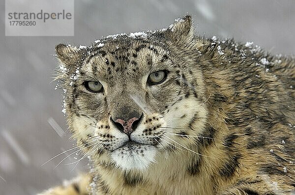 Schneeleopard (Panthera uncia) erwachsen  Nahaufnahme des Kopfes  bei Schneefall  Schneetreiben