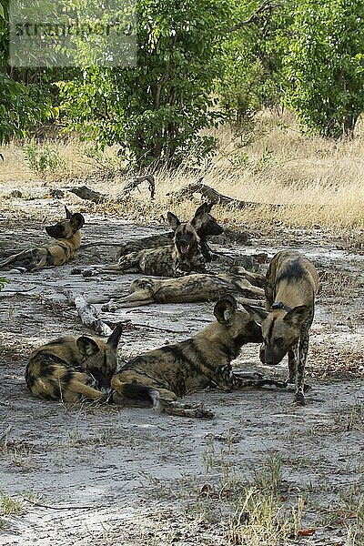 Afrikanischer Wildhundnische Wildhunde  Hyänenhund  Hyänenhunde (Lycaon pictus)  Hundeartige  Raubtiere  Säugetiere  Tiere  Hunting Dogs rest in the shade of trees.