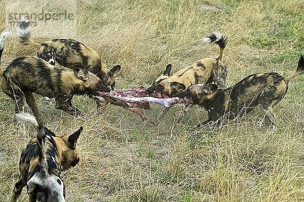 Afrikanischer Wildhundnische Wildhunde  Hyänenhund  Hyänenhunde (Lycaon pictus)  Hundeartige  Raubtiere  Säugetiere  Tierenische Wildhunde zerreißen erbeutetes Impala  Hunting dogs pull Impala apart.