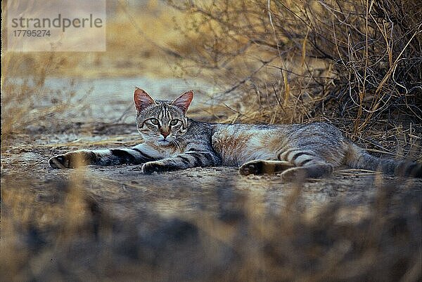 Falbkatze  Falbkatzen (Felis lybica) Raubkatzen  Raubtiere  Säugetiere  Tieren Wild Cat Stretched out on ground  head up  Kalahari Gemsbok NP (S)