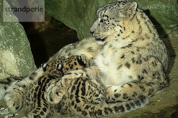 Schneeleopard (Panthera uncia) erwachsenes Weibchen  das zwei Junge säugt