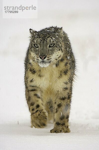 Schneeleopard (Panthera uncia) erwachsen  im Schnee laufend