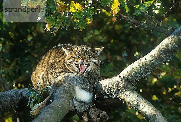 Europäische Wildkatze  Europäische Wildkatzen (Felis silvestris)  Raubkatzen  Raubtiere  Säugetiere  Tiere  European Wild Cat In tree with prey