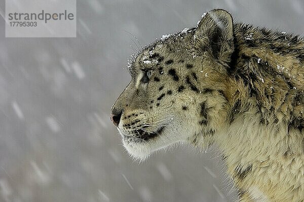 Schneeleopard (Panthera uncia) erwachsen  Nahaufnahme des Kopfes  bei Schneefall  Schneetreiben