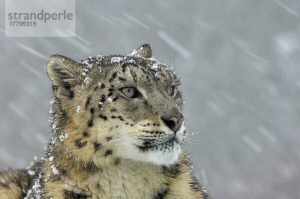 Schneeleopard (Panthera uncia) Erwachsener  Nahaufnahme des Kopfes  Schnee  Schneetreiben