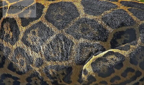 Jaguar  Jaguare (Panthera onca)  bedrohte Tierart  Raubkatzen  Raubtiere  Säugetiere  Tiere  Felldetail Jaguar adult  close-up of fur pattern  Felldetail