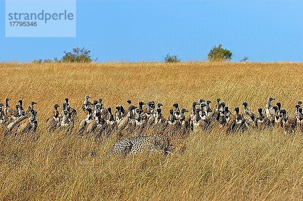 Gepard (Acinonyx jubatus) Bei der Tötung  umgeben von Weißrückengeiern  Masai Mara  Kenia  Afrika