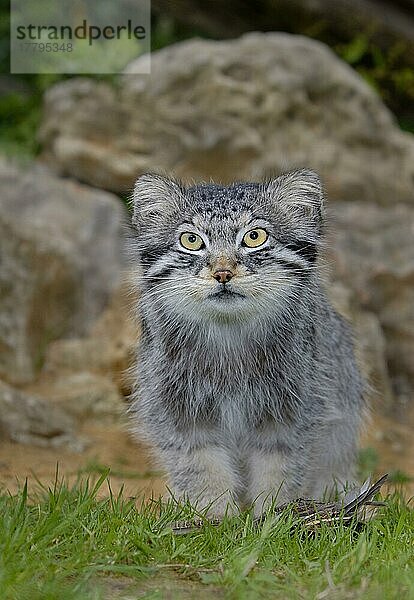 Pallas-Katze (Felis manul) erwachsene Katze sitzend  Sommerfell