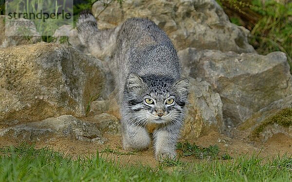 Pallas-Katze (Felis manul) erwachsene gehende Katze  Sommerfell