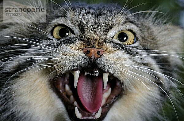 Pallas's Cat (Felis manul) erwachsenes Knurren  Nahaufnahme des Kopfes