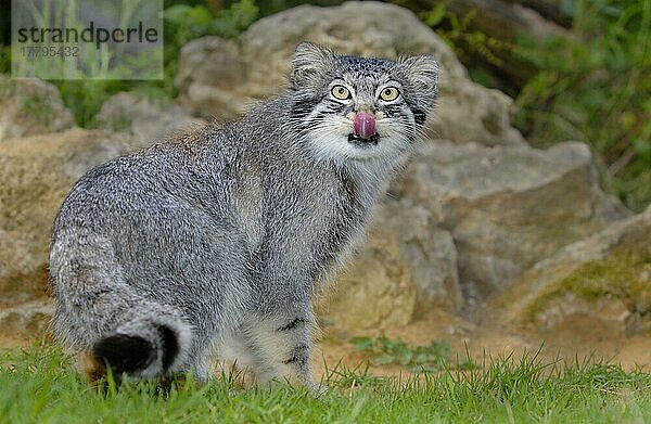 Pallas-Katze (Felis manul) erwachsene Lecknase  Sommerfell