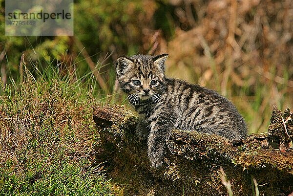 Schottische Wildkatze  Schottische Wildkatzen (Felis silvestris)  Europäische Wildkatze  Europäische Wildkatzen  Raubkatzen  Raubtiere  Säugetiere  Tiere  European Wild Cat kitten on log  Scotland