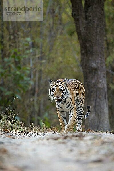 Indischer Tiger (Panthera tigris tigris)  Königstiger  Bengaltiger  Tiger  Raubkatzen  Raubtiere  Säugetiere  Tiere  Indian Tiger adult  walking on forest track  Kanha N. P. Madhya Pradesh  India  March