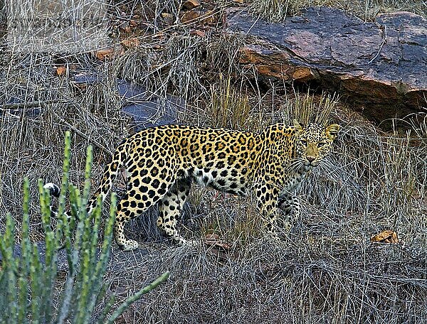 Indischer Leopard  Indische Leoparden (Panthera pardus fusca)  Raubkatzen  Raubtiere  Säugetiere  Tiere  Indian Leopard adult  walking on rocky cliff  Ranthambhore  Rajasthan  India  january