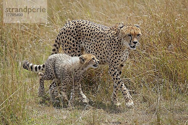Gepard (Acinonyx jubatus) adultes Weibchen mit Jungtier  in der Savanne wandernd  Masai Mara  Kenia  August  Afrika