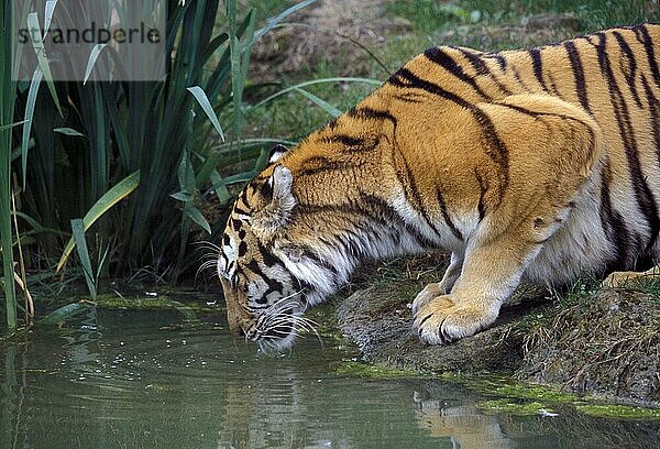 Sibirischer Tiger (Panthera tigris altaica)  Sibirische Tiger  Amurtiger  Tiger  Raubkatzen  Raubtiere  Säugetiere  Tiere  Siberian Tiger Drinking